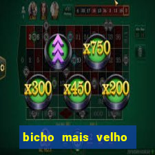 bicho mais velho da loteria dos sonhos